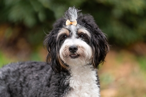 Mini Bernedoodles Breed Photo